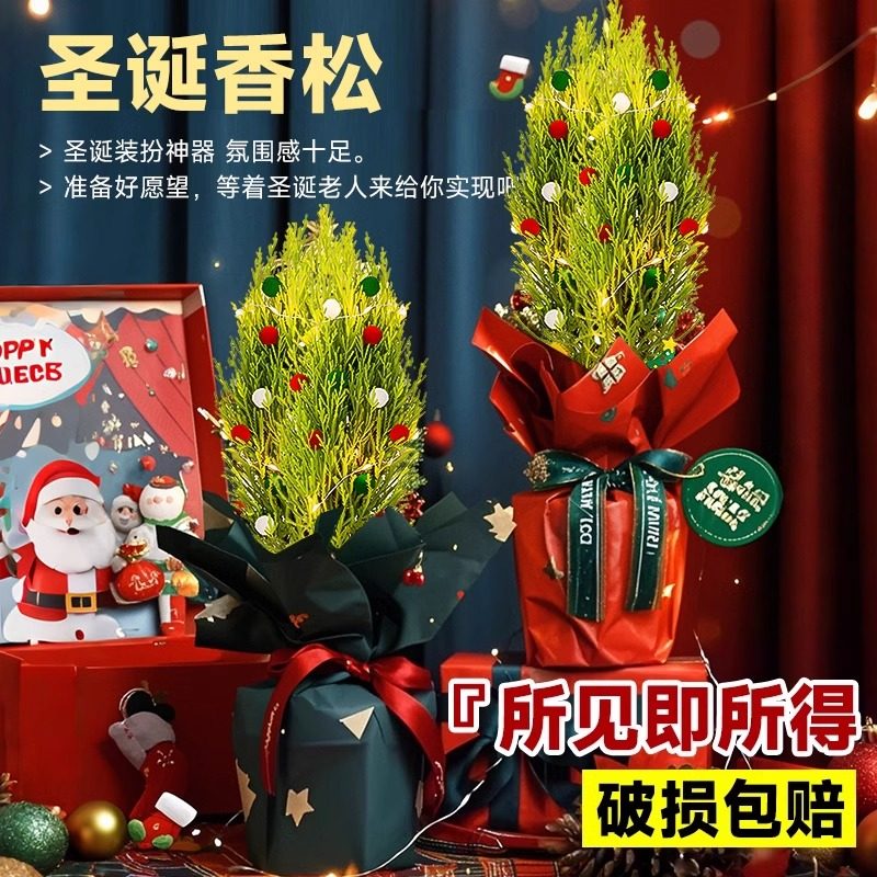 2024新款圣诞真树小香松盆栽客厅室内桌面绿