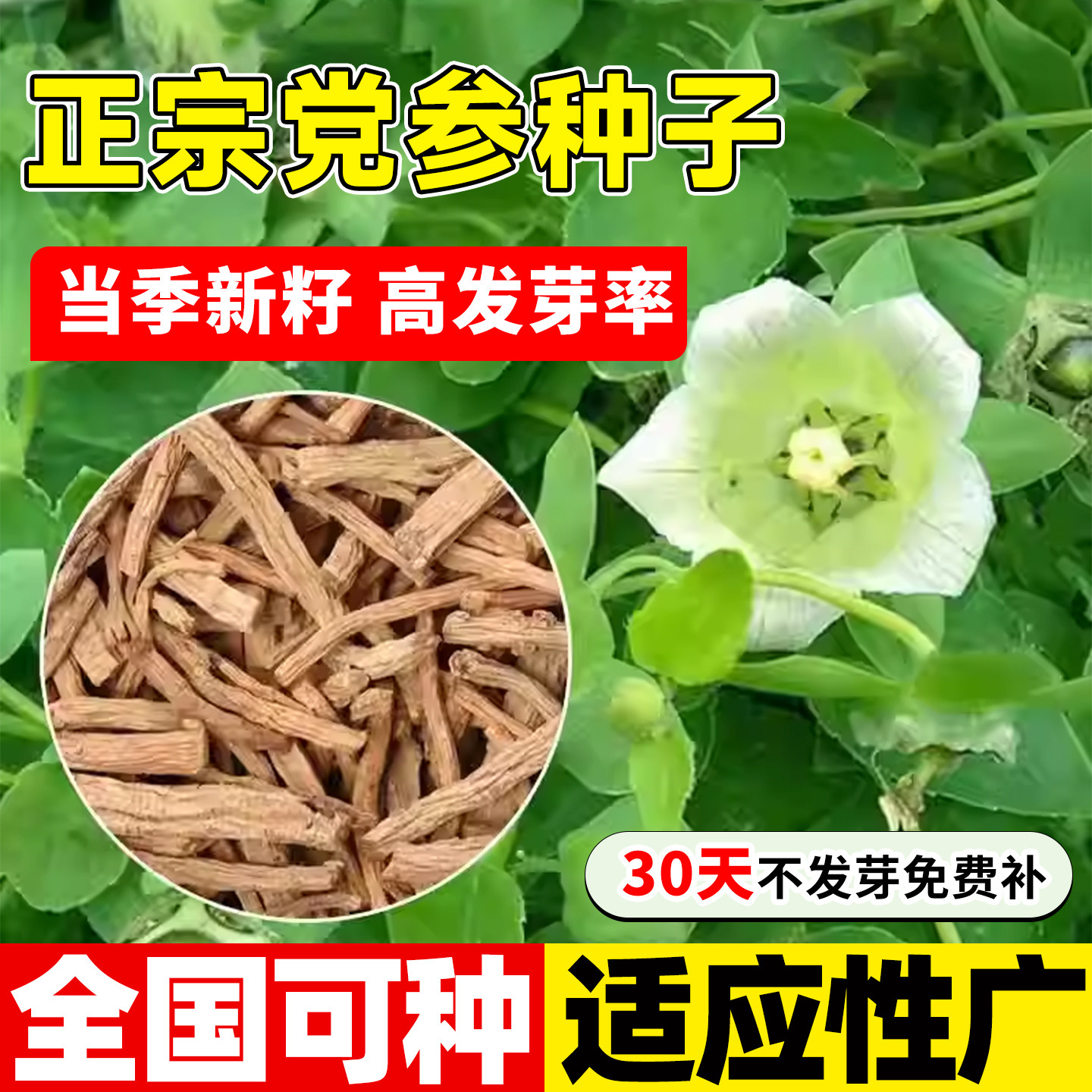 正品新鲜党参种子四季中药材图片
