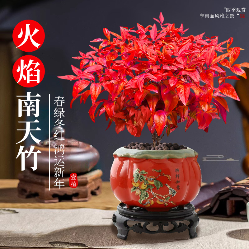 壹植盆栽矮化观叶绿植