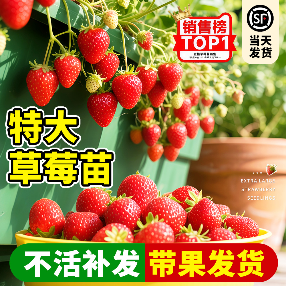 奶油草莓苗盆栽带花带果