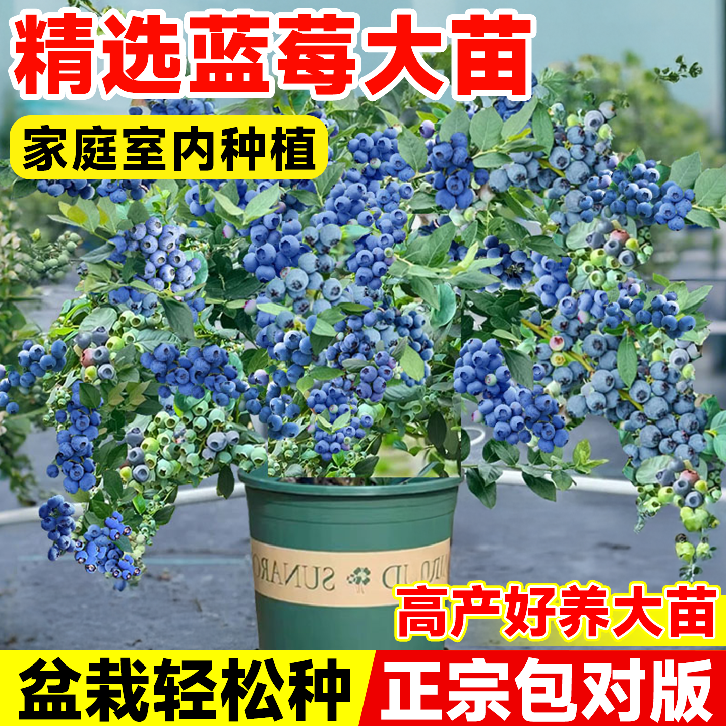 蓝莓树果苗盆栽南北种植当年结果