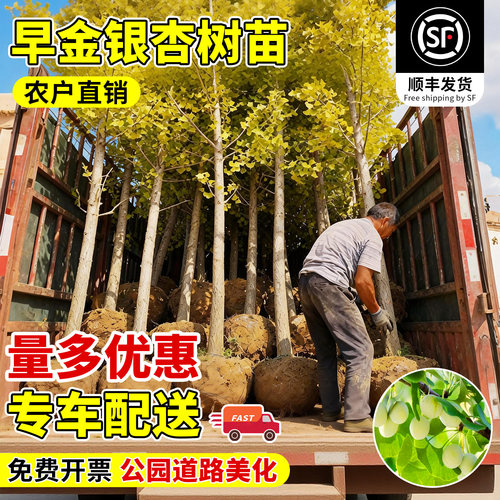 金叶银杏树苗庭院别墅行道树绿化