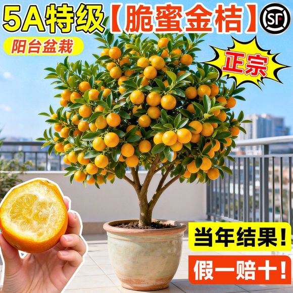 广西融安脆蜜金桔树树苗盆栽带果脆皮金桔无籽特大庭院种植果树苗