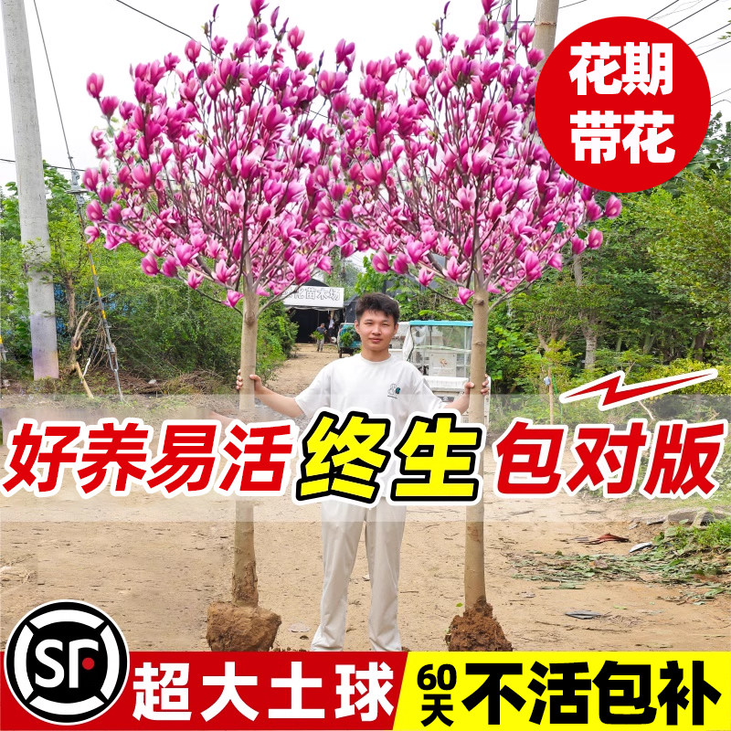 玉兰花树苗带花苞室外别墅矮化紫白玉兰庭院地栽四季耐寒花卉植物