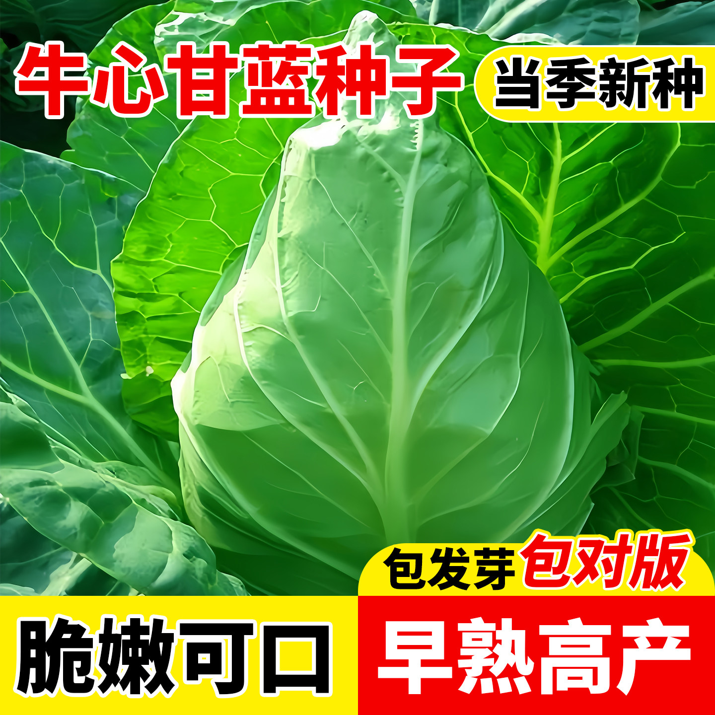 包菜种子牛心甘蓝种子牛心包卷心菜四季耐热耐寒春秋冬季蔬菜种子