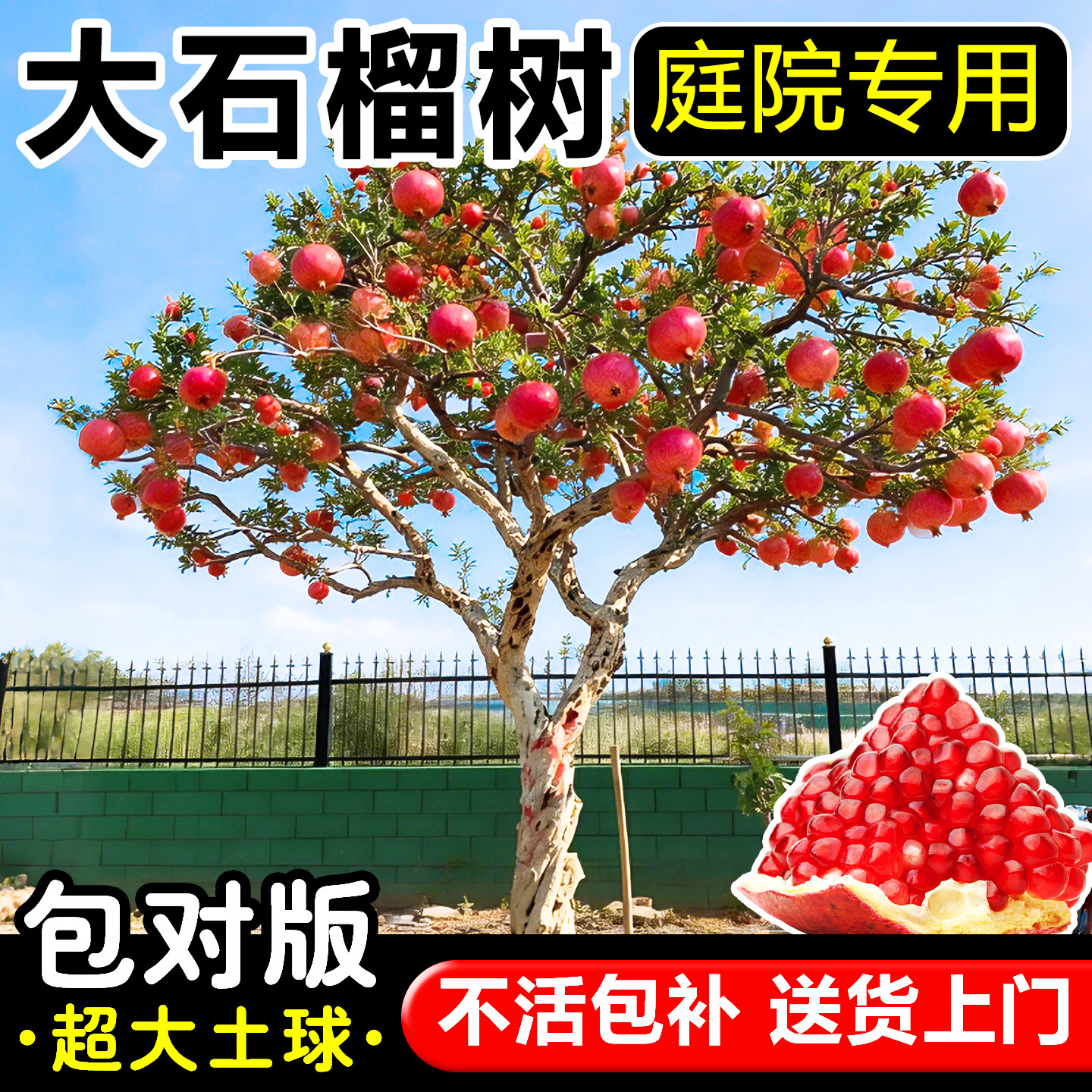特大石榴树树苗庭院果树图片
