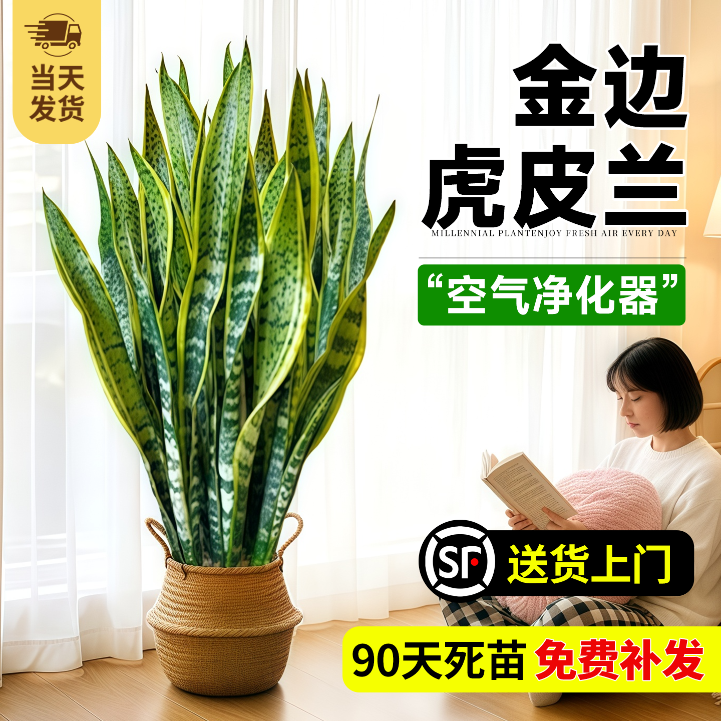 金边虎皮兰大型绿植耐旱好养易活
