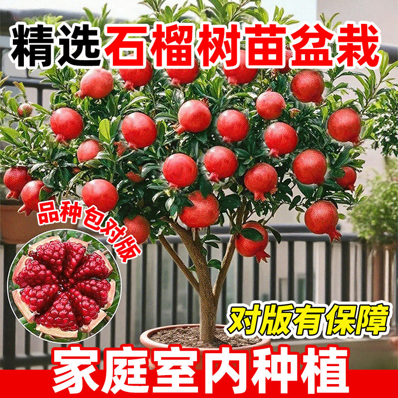 石榴树树苗突尼斯软籽盆栽家庭种图片