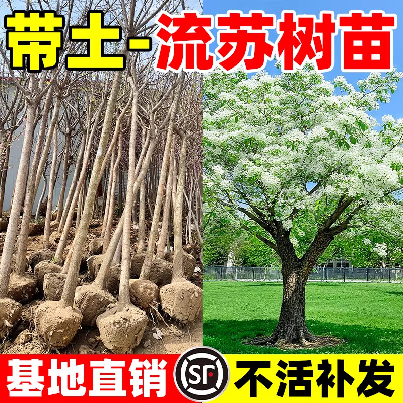 流苏树苗庭院阳台盆栽地栽好养活南北方梦幻流苏花浓香耐寒风景树