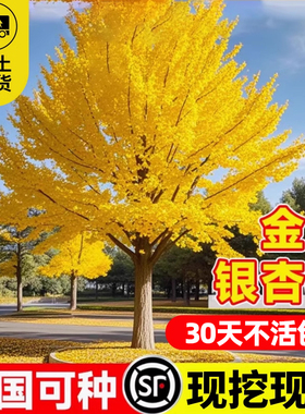 银杏树苗早金绿叶庭院别墅大型绿化风景树盆栽行道树南北方可种植