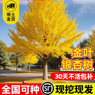 银杏树苗早金绿叶庭院别墅风景树
