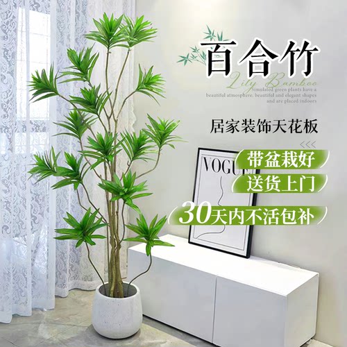 金边百合竹客厅大盆栽