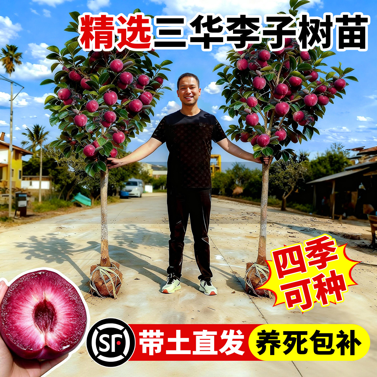 三华李子树苗嫁接特大李子苗庭院地栽阳台盆栽南北皆可种当年结果,鲜花速递/花卉仿真/绿植园艺,果树,淘宝优惠券,粉丝福利购,淘宝优惠卷