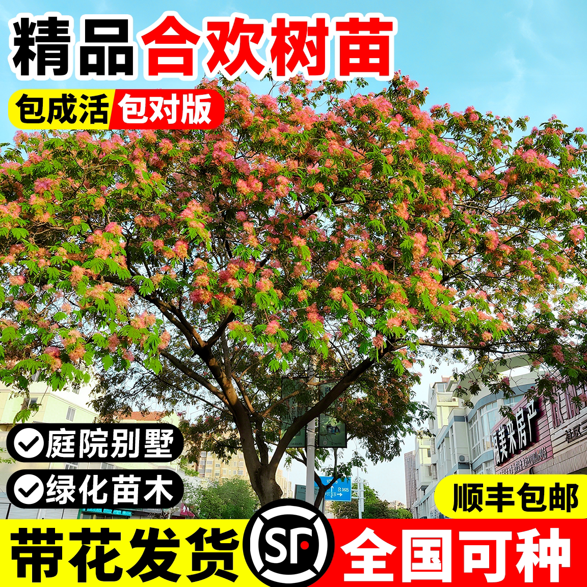 合欢花树苗风景大树庭院别墅绿化工程苗木室外耐寒旱合欢大苗盆栽