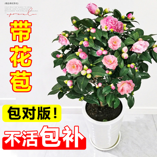 四季茶花树苗开花特大号香妃盆栽带花苞绿植五色赤丹室外植物花卉