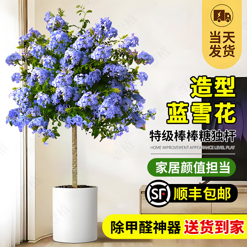 蓝雪花棒棒糖盆栽带花老桩特大苗室内阳台四季开花卉绿植庭院好养