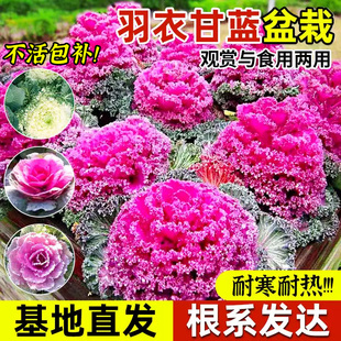 老桩带土球粉绿紫雨衣甘蓝苗阳台庭院花园 羽衣甘蓝盆栽苗秧四季