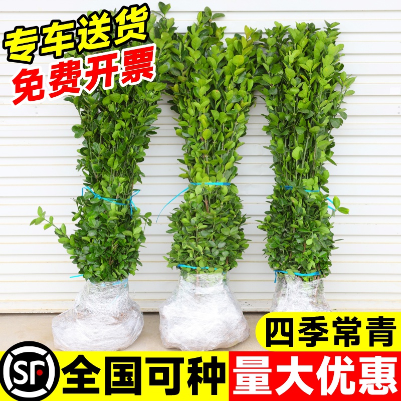 冬青树苗大叶黄杨苗庭院四季常青