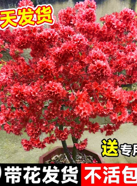 映山红树苗老桩当年开花杜鹃花盆栽带花苞南北方种植抗寒抗冻盆景