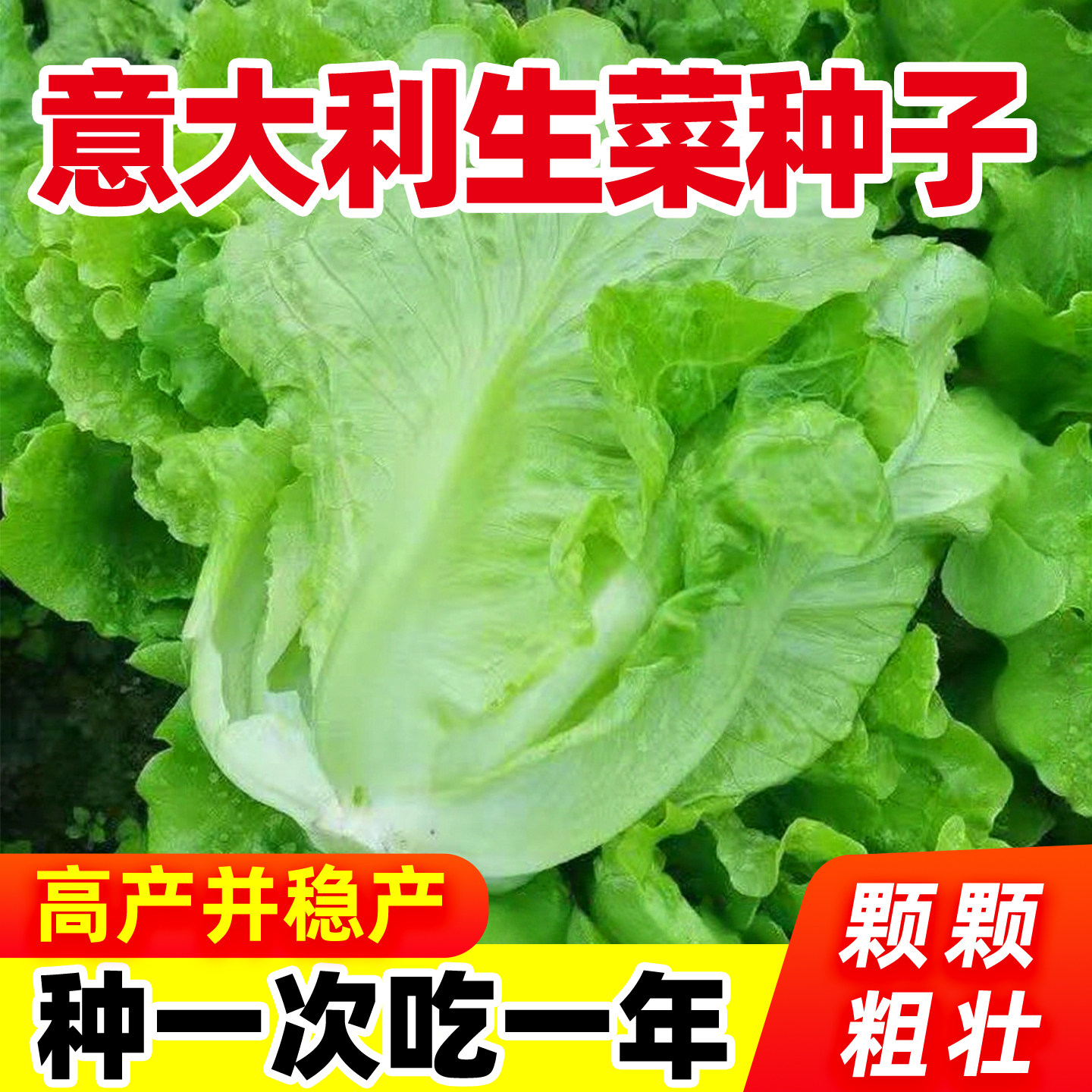意大利生菜种子高产速生奶油紫叶生菜籽种全国四季可种植发芽率高