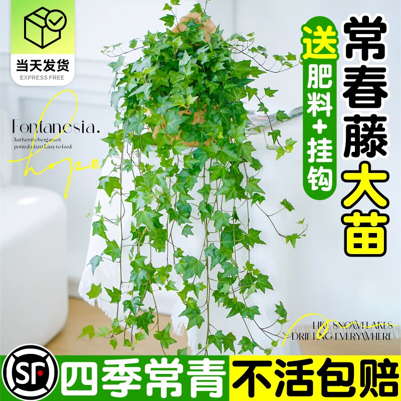 常春藤盆栽青叶吊兰垂吊爬藤植物室内绿植阳台四季好养活观叶花卉