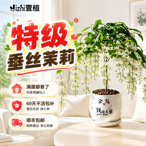 垂丝茉莉老桩带花苞垂吊风车茉莉