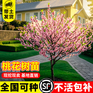 桃花树活苗观赏碧桃树苗大型真树工程绿化四季庭院别墅风景树盆景