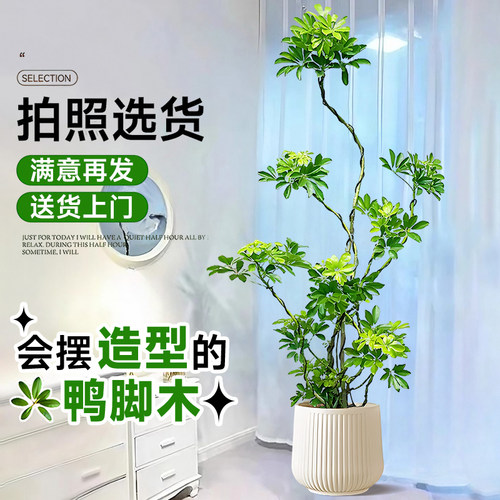 造型鸭脚木四季常青八方来财