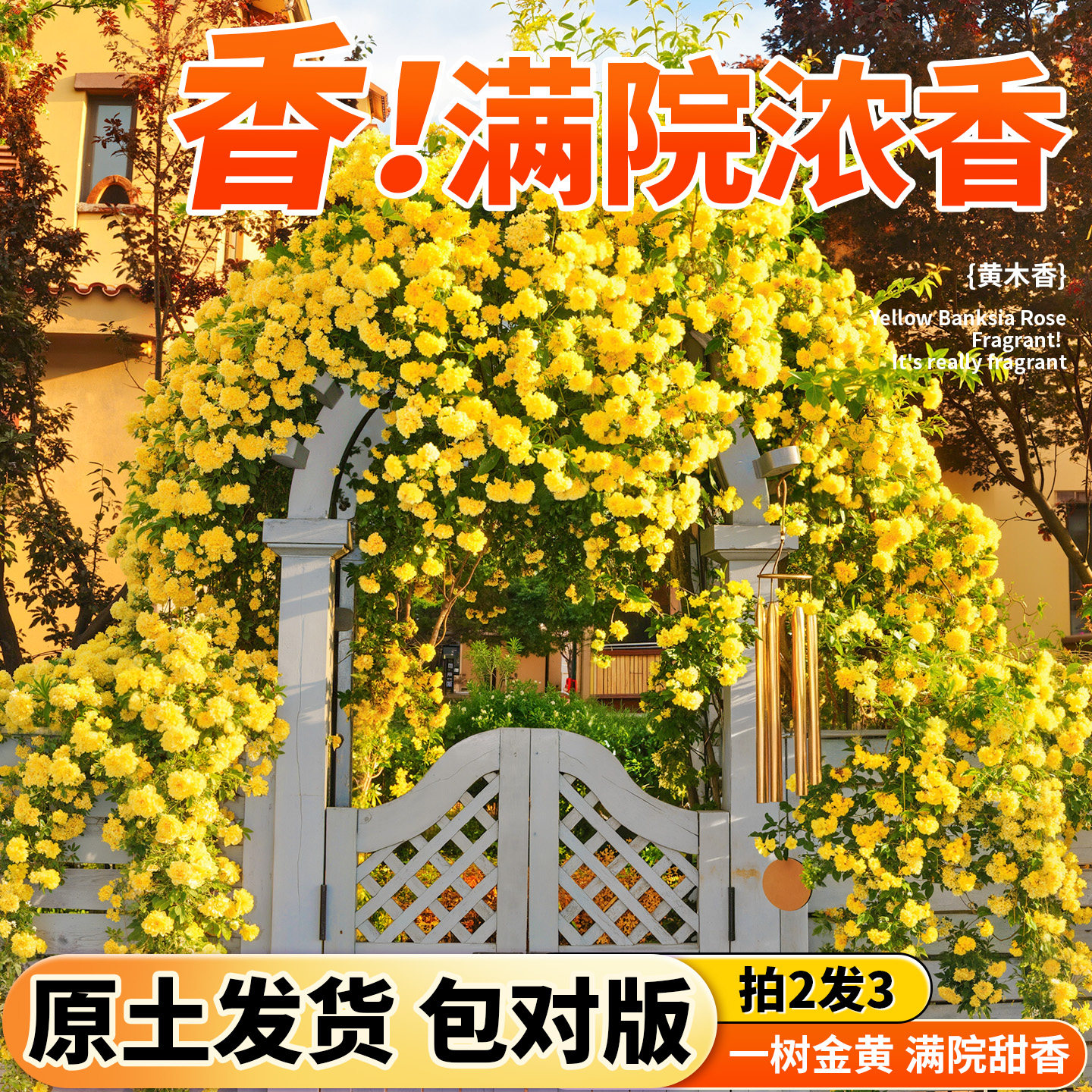 重瓣黄木香花苗四季开花爬藤植物图片