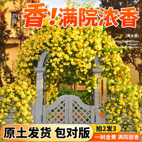 重瓣黄木香花苗四季开花爬藤植物