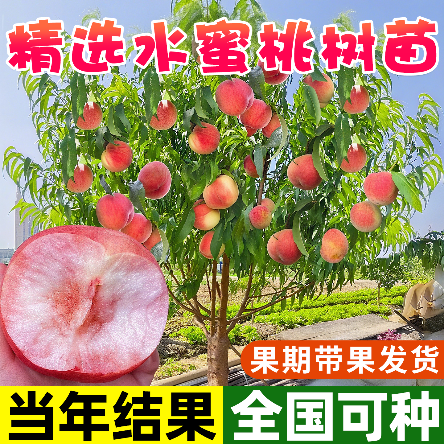 高产水蜜桃树苗嫁接果树苗种植