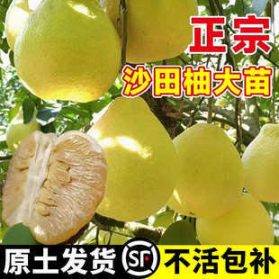 柚子树苖嫁接广西沙田柚红心冰糖蜜柚子树苗地栽四季耐寒水果树苗