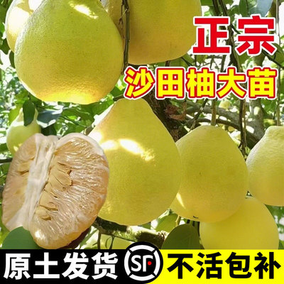 广西容县沙田柚子树苗正宗