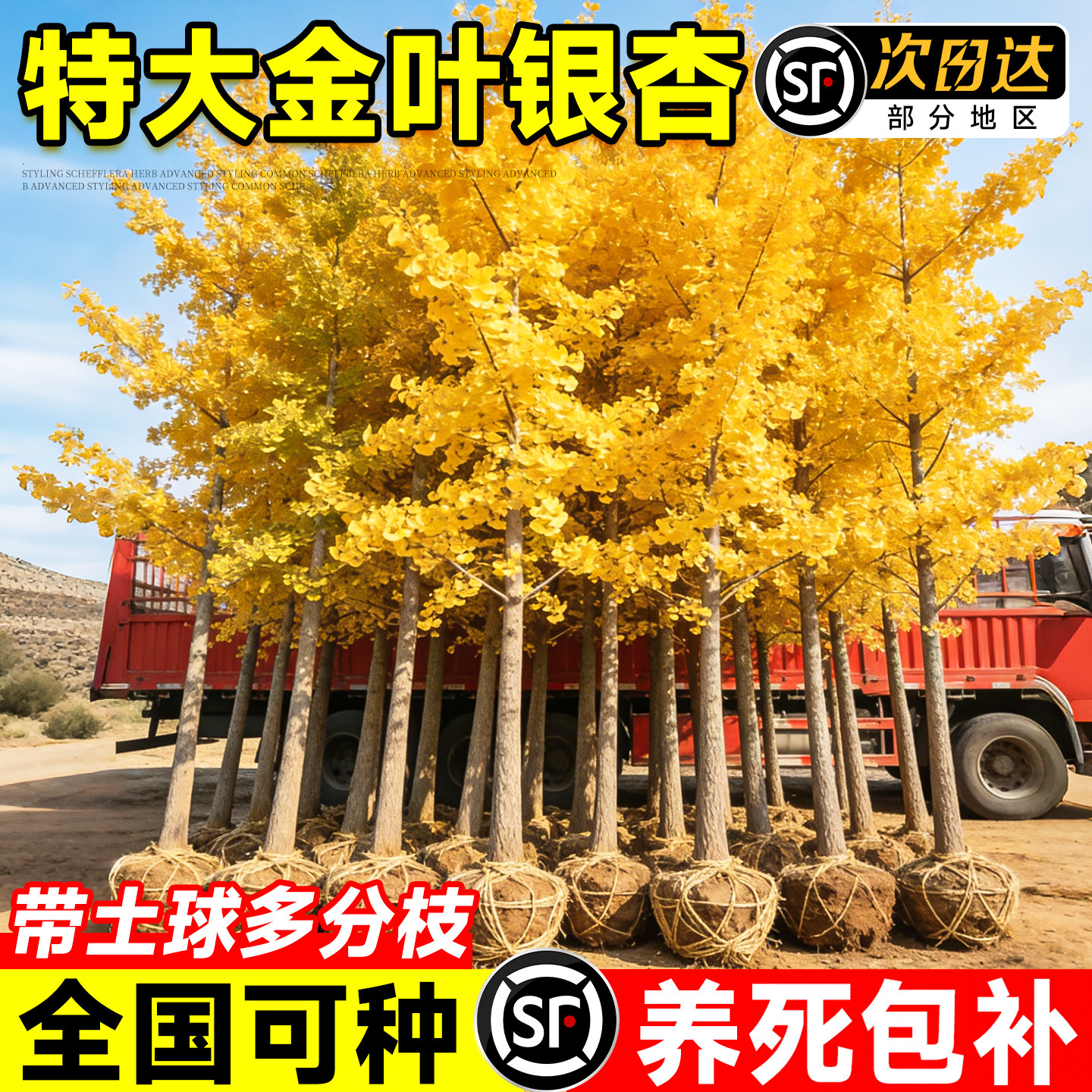 特大银杏树活苗带土早金绿叶别墅庭院风景树盆栽南北种植大型乔木