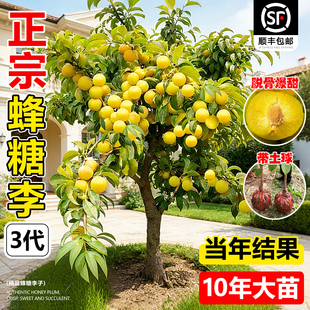 蜂糖李子树苗新品种正宗特大嫁接三华果树果苗南北方庭院盆栽种植