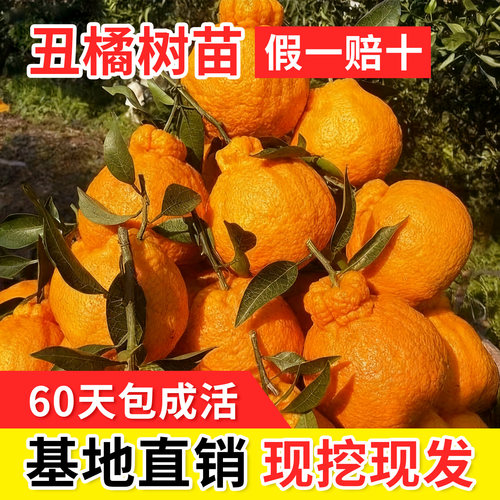 丑橘树苗不知火嫁接苗耙耙柑桔子