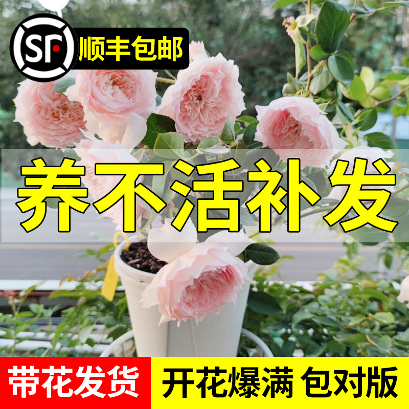 莫妮卡戴维月季大花苗四季开花