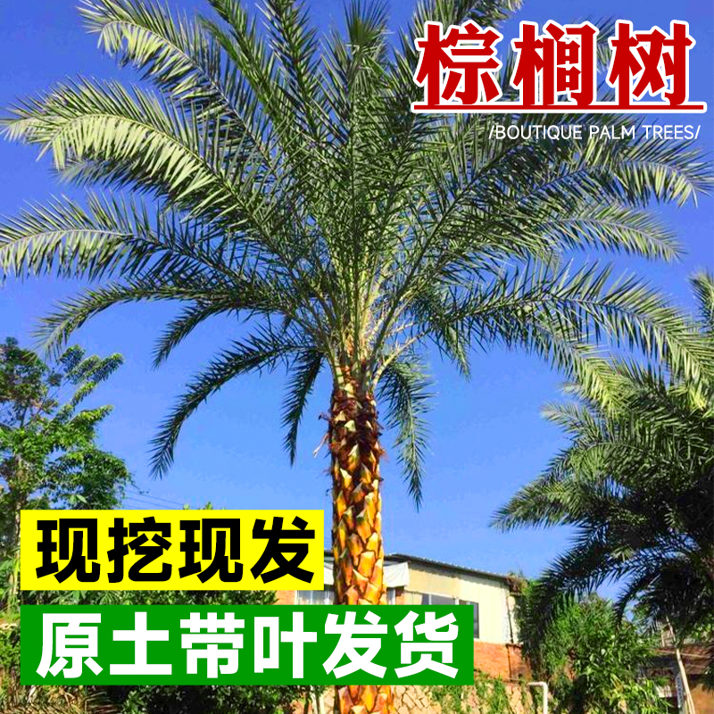 中东海枣树棕榈苗盆栽庭院
