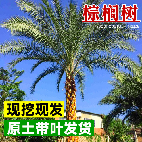 中东海枣树棕榈苗盆栽庭院
