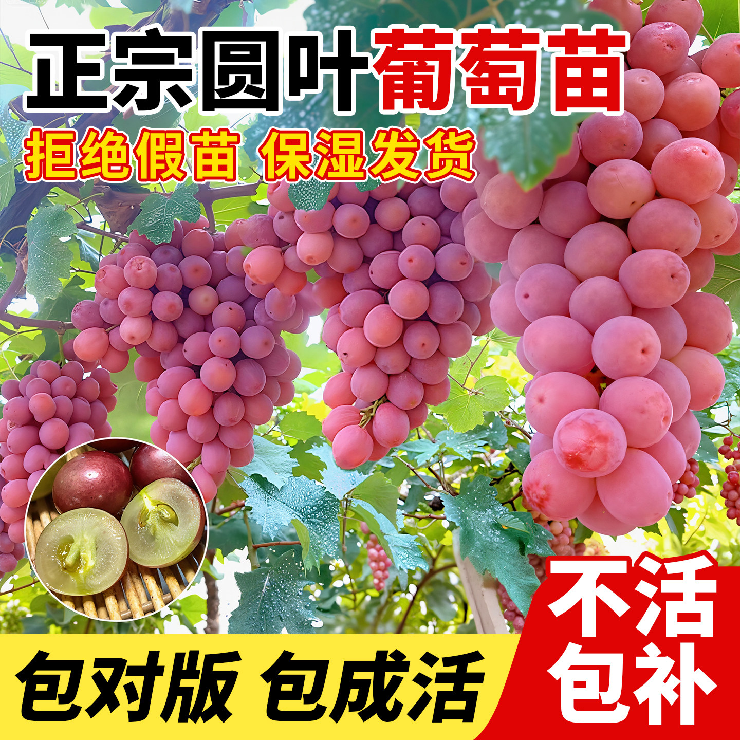 葡萄树苗阳光玫瑰南北方种植爬藤图片