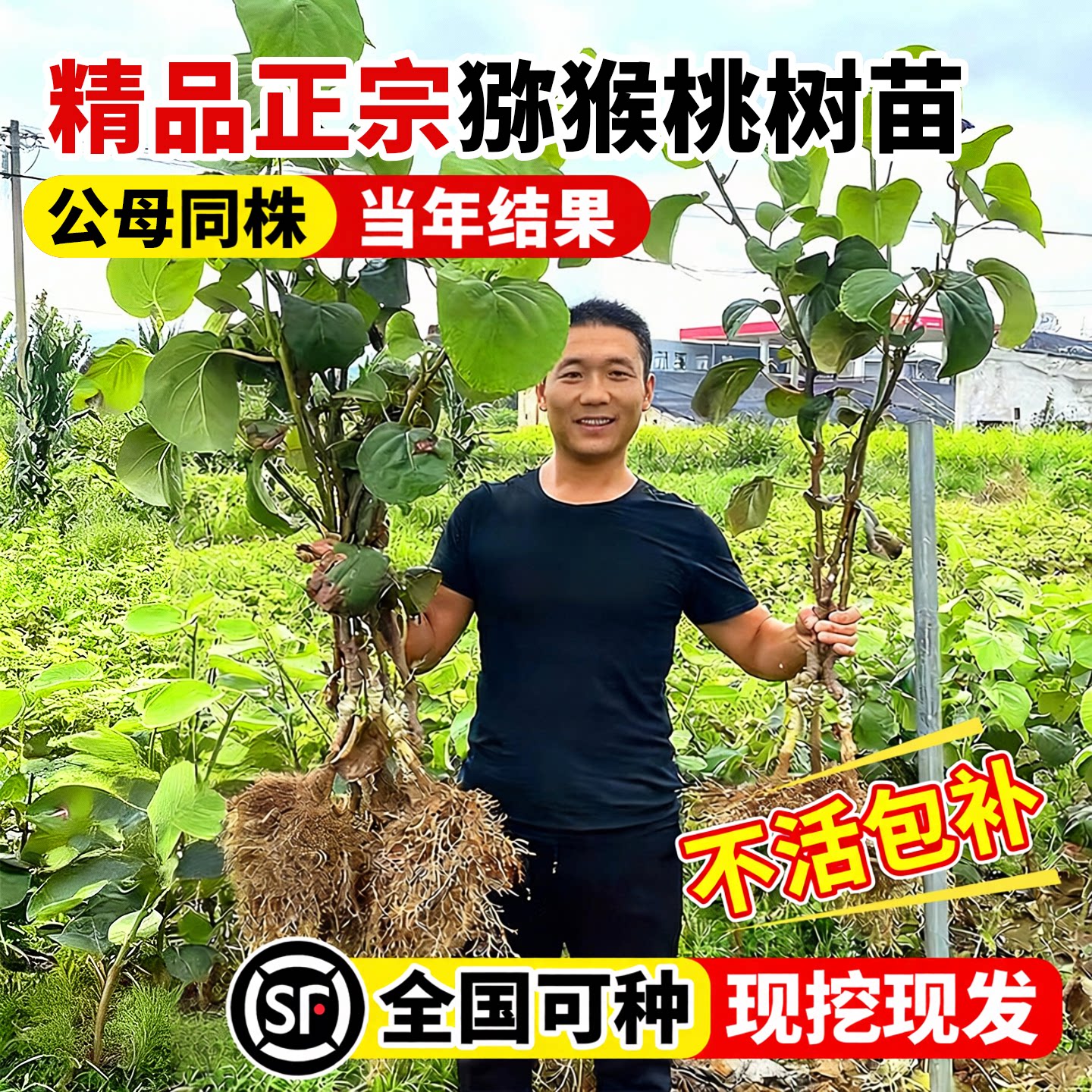猕猴桃树公母同株耐寒耐旱红心图片