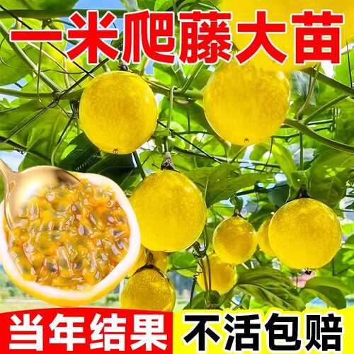 【1米特大嫁接苗】黄金9号百香果