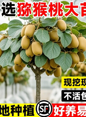 猕猴桃树果苗嫁接红心软枣雌雄同株耐寒特大南北种植庭院当年结果