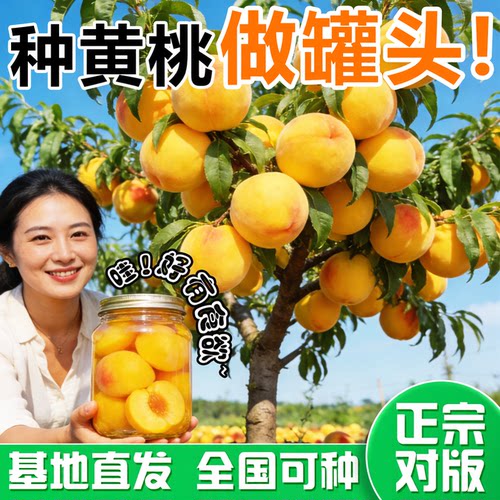 锦绣黄桃树苗水蜜桃树苗当年结果