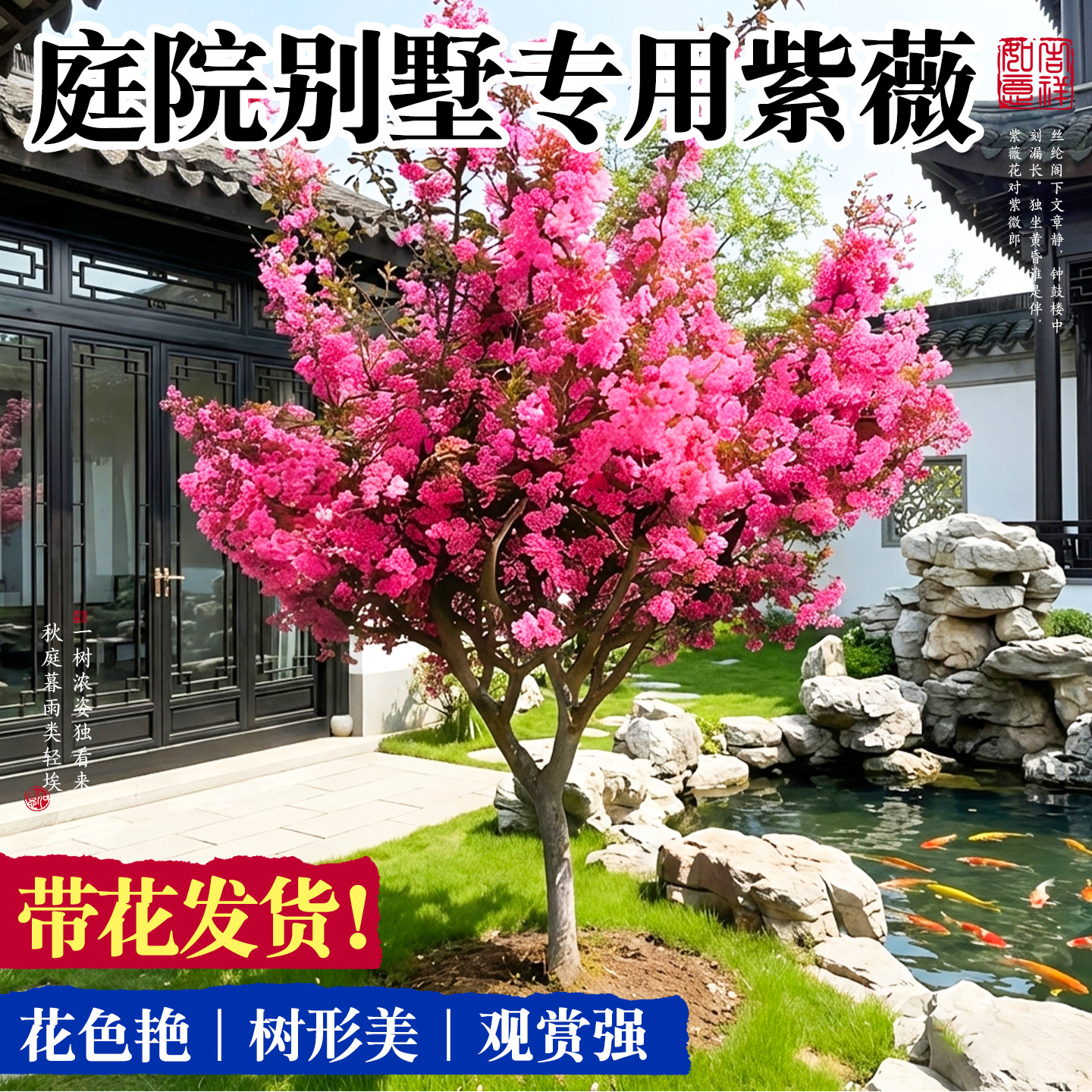 紫薇花树苗庭院大型老桩别墅室外道路绿化植物风景大树百日红花卉