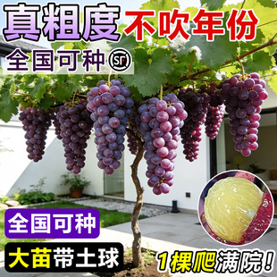 特大巨峰葡萄树苖带叶阳光玫瑰庭院老桩盆地栽爬藤果苗南北方种植