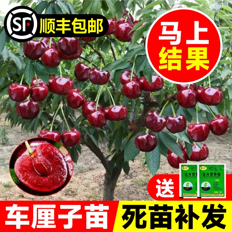 车厘子树苗矮化樱桃树苗南北方种植盆栽庭院果树黑珍珠大樱桃果苗 鲜花速递/花卉仿真/绿植园艺 果树 原图主图