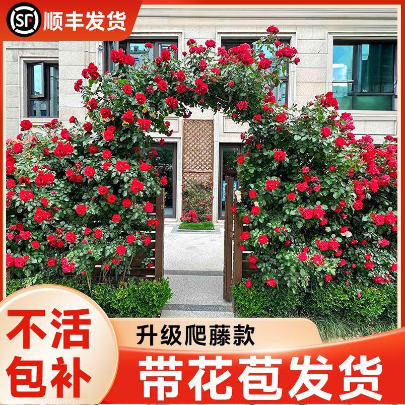蔷薇花苗爬藤四季藤本月季开花图片