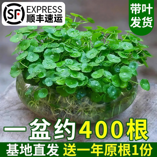 室内外水培大叶铜钱草老桩易养