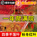爬山虎爬藤植物开花种子树苗爬墙虎绿植攀爬藤蔓类常青不落叶四季